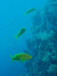 Goatfish taken at Shark Reef, Ras Mohamed Park with Olymp... by Nikki Van Veelen 